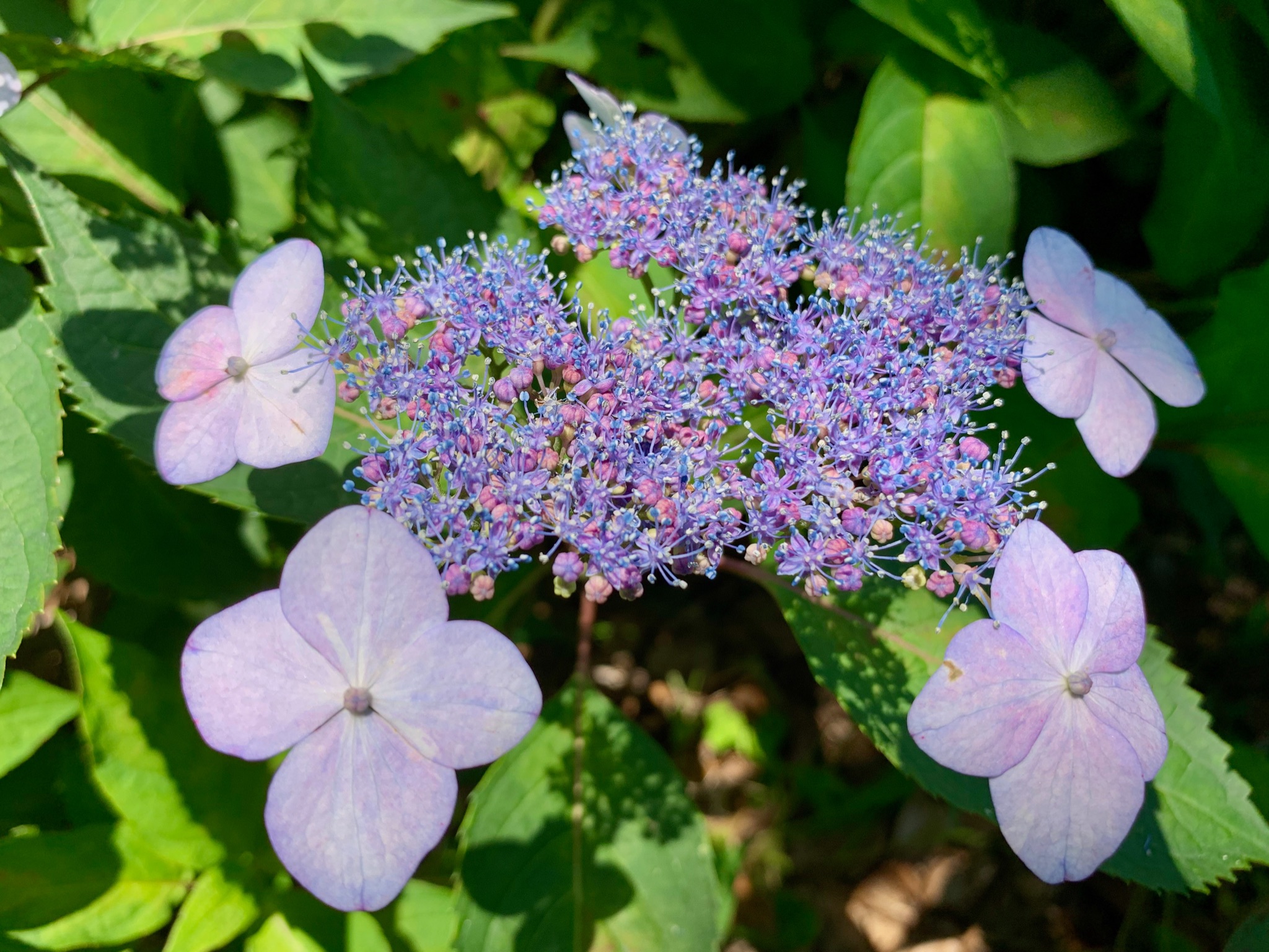 Cloudsailor 星羅の一日一花 ヤマアジサイ 山紫陽花 別名サワアジサイ 沢紫陽花 中央の両性花と周辺の装飾花 装飾花は直径1 5 3 萼片は3 4個 卵形 アジサイ科アジサイ属 Mountain Hydrangea Tea Of Heaven Hydrangea Serrata Flowers