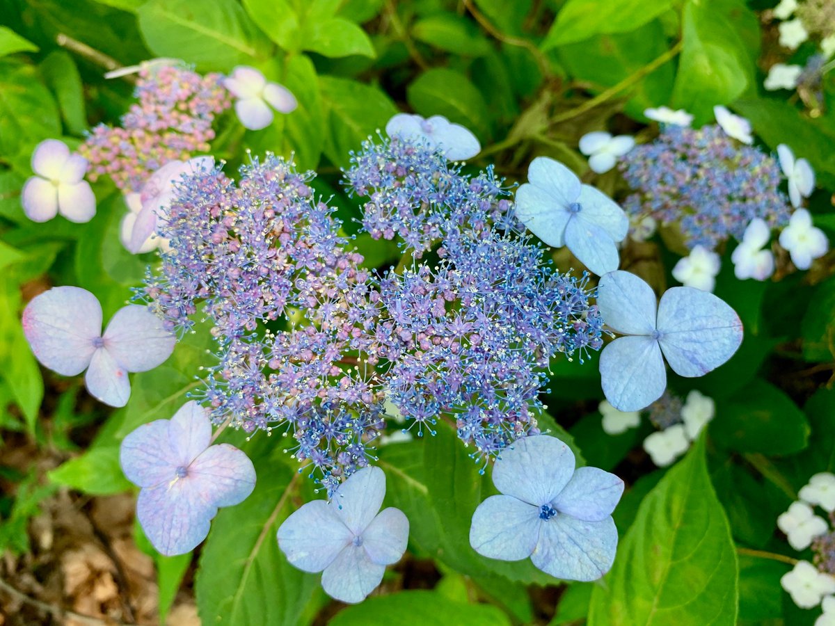 Cloudsailor 星羅の一日一花 ヤマアジサイ 山紫陽花 別名サワアジサイ 沢紫陽花 中央の両性花と周辺の装飾花 装飾花は直径1 5 3 萼片は3 4個 卵形 アジサイ科アジサイ属 Mountain Hydrangea Tea Of Heaven Hydrangea Serrata Flowers