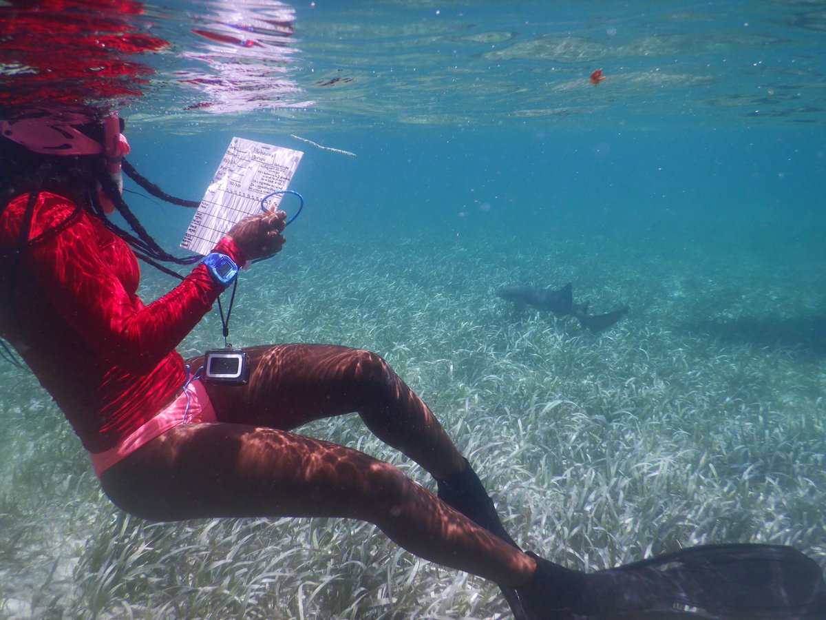 carleejackson__'s tweet photo. Growing up in the city, I only dreamed of swimming in the ocean, being on the beach, and doing what I know what I was born to do 🦈🐢#BlackInNature https://t.co/qwcT1VPqql