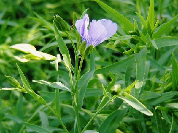 25 ごま 花言葉 1135 ゴマ 花言葉