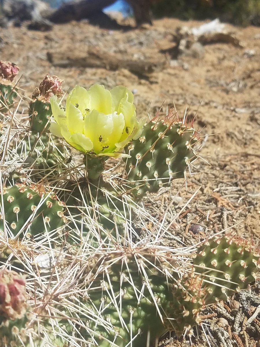 carbaeli's tweet photo. Channeled my inner @schnekser and snapped some photos of what I saw on a 4.6 mile hike today.
#ShutUpAndTeach #expeditionschnekser #disruptingscience https://t.co/Bp3zxBLoss