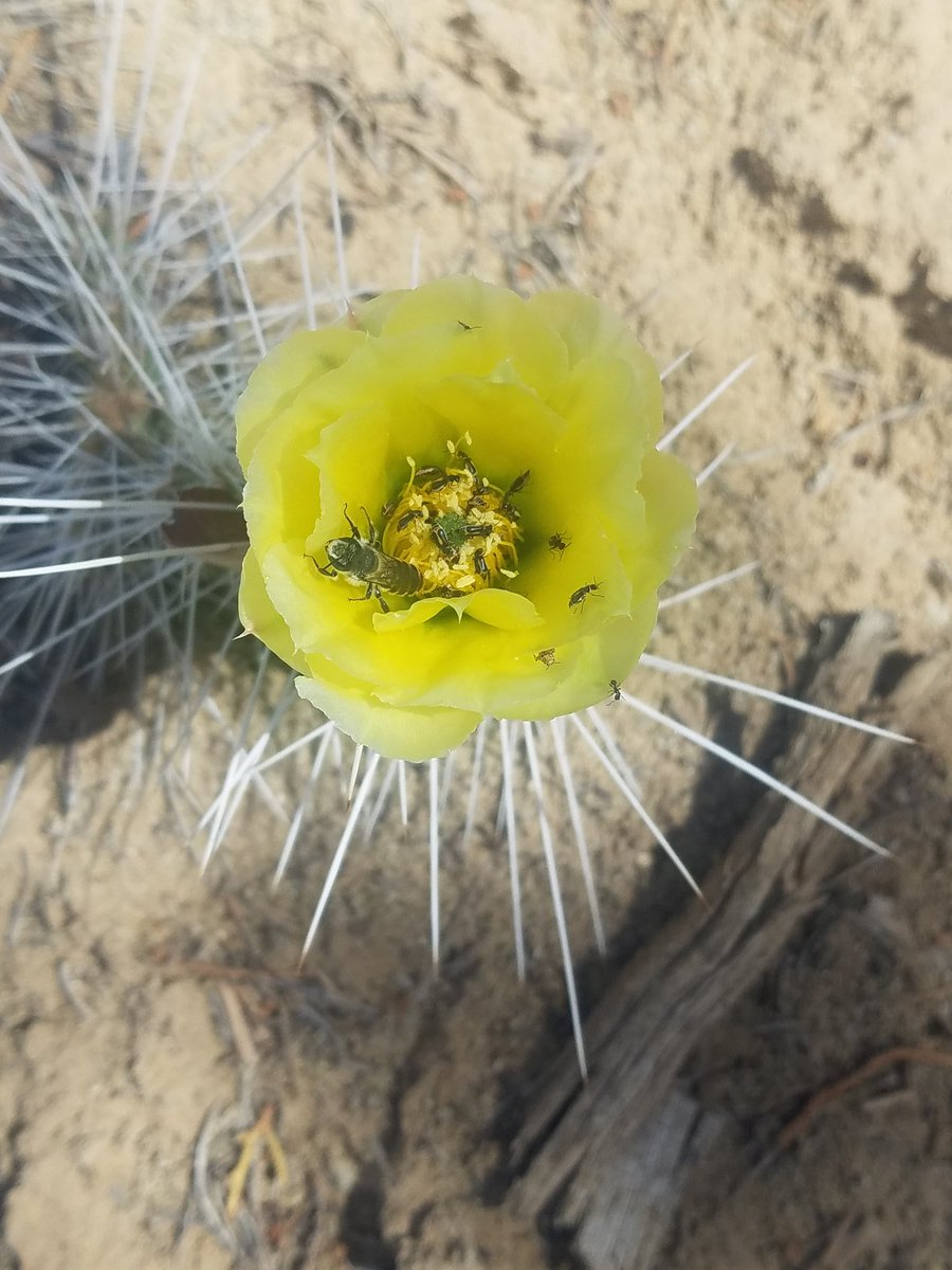 carbaeli's tweet photo. Channeled my inner @schnekser and snapped some photos of what I saw on a 4.6 mile hike today.
#ShutUpAndTeach #expeditionschnekser #disruptingscience https://t.co/Bp3zxBLoss