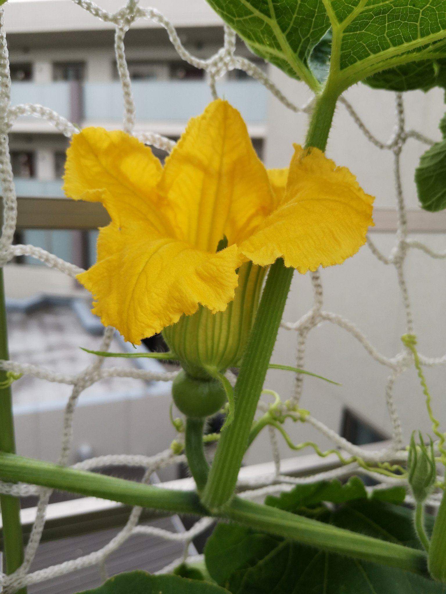 Lc 南瓜第二朵雌花也开了 赶紧授粉 我家这个南瓜一夫一妻制 每次雄花雌花都配对开 而且只各开一朵 早上开 中午就谢了 第三朵雌花也要长好了 啊 盼望收获的季节 T Co Spvc1ldkce Twitter