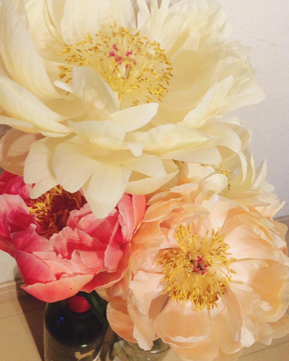 761morning's tweet photo. 6/1 #トポモ #今週のFlower🌼
#シャクヤク-#ChinesePeony
📛シャクヤク="姿がしなやかで優しいさま"を意味する…諸説有
#立てば芍薬座れば牡丹歩く姿は百合の花🤍
花言葉: #Bashfulness-#恥じらい,#Humble -#慎ましさ,HappilyMarried-幸せな結婚,#Faithful-#誠実,,,
聴き逃し→#radiko📻#lovefm https://t.co/5TZGDLEEBV