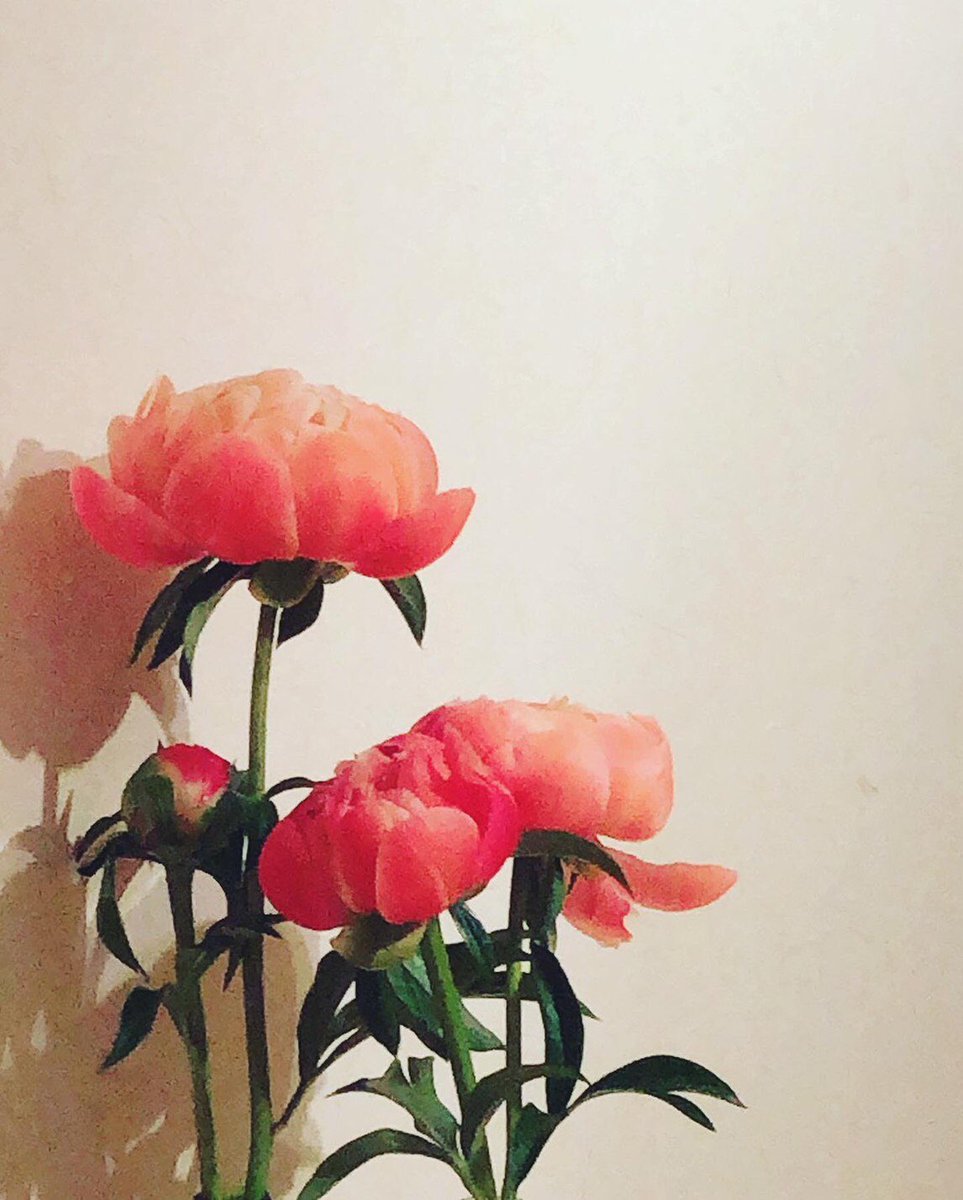 761morning's tweet photo. 6/1 #トポモ #今週のFlower🌼
#シャクヤク-#ChinesePeony
📛シャクヤク="姿がしなやかで優しいさま"を意味する…諸説有
#立てば芍薬座れば牡丹歩く姿は百合の花🤍
花言葉: #Bashfulness-#恥じらい,#Humble -#慎ましさ,HappilyMarried-幸せな結婚,#Faithful-#誠実,,,
聴き逃し→#radiko📻#lovefm https://t.co/5TZGDLEEBV