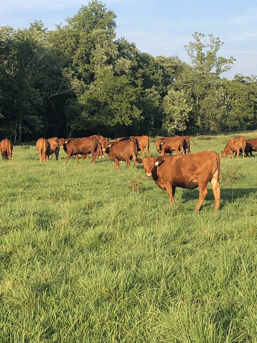 JYJ_BEEF's tweet photo. Hope all these girls are bred... #redangus #springbreeding #seedstock https://t.co/iApXpFS10U