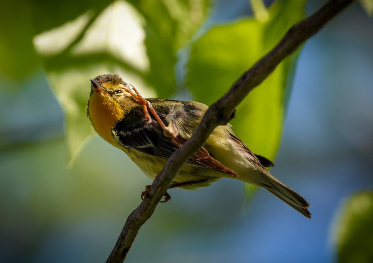 Itchy.
#warbler #naturelovers #blackburnianwarbler #nature #birdwatching #ichy #scratching #birdphotography