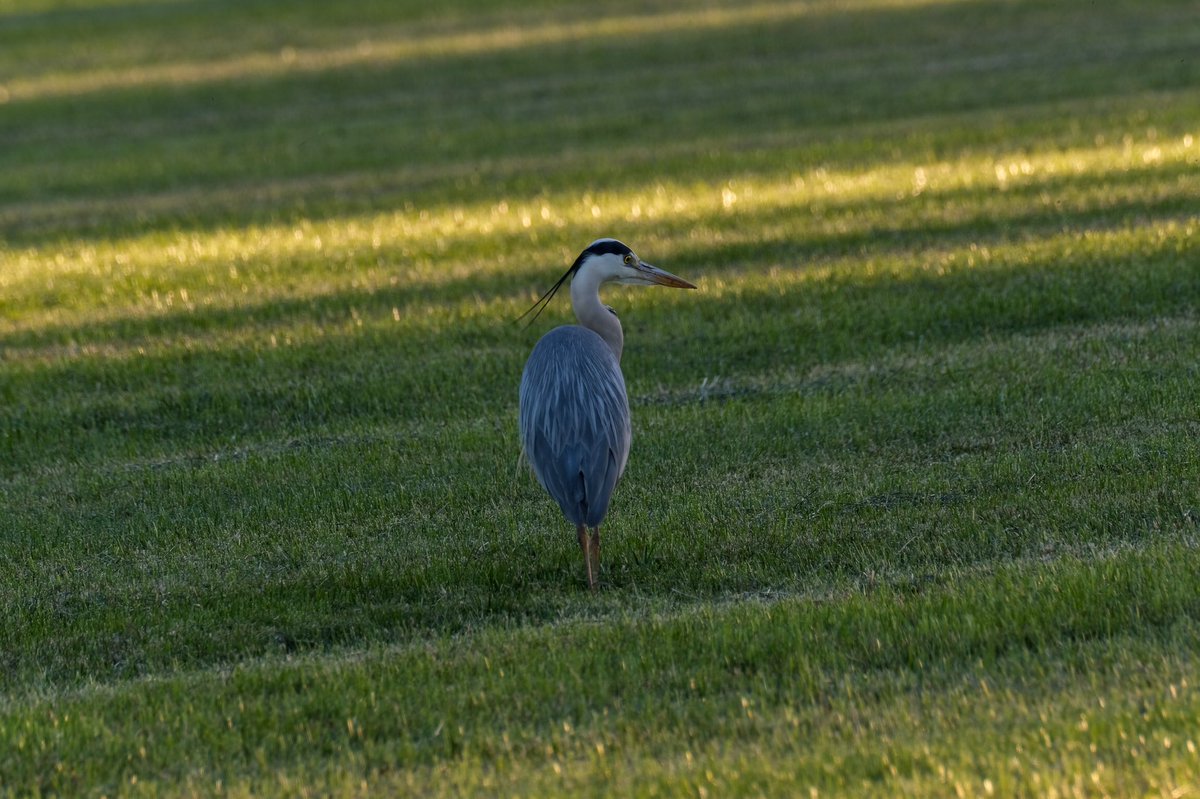 #reiger #heron #weidevogels #meadowbirds #birdphotography #vogelfotografie #natuurfotografie #naturephotography #natuur #nature #vogelbescherming #vogelbeschermingnederland  #vogelskijken  #waarneming #volgdenatuur #achterhoek #berkelland