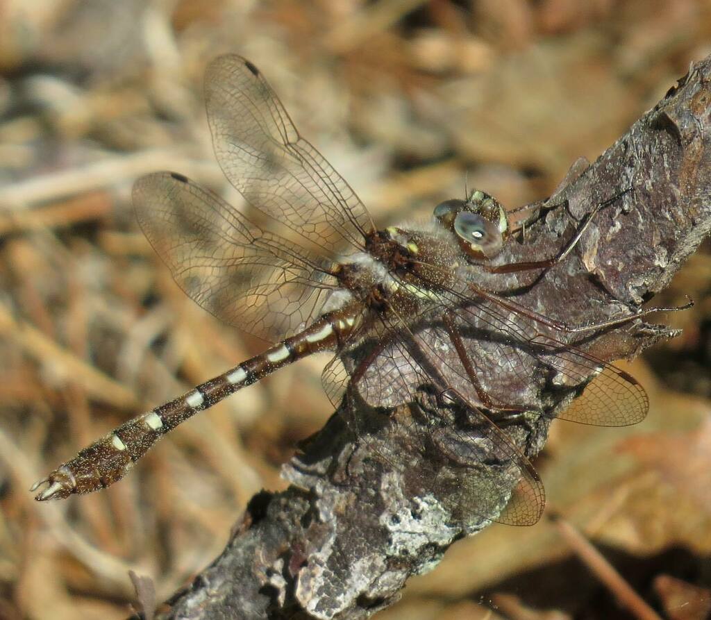 Lifer 🚨 - Stream Cruiser - Didymops transversa. One of many odonates out and about in the morning sun near the Moosup River at Nicholas Farm Management Area. instagr.am/p/CA3jsA7glhM/