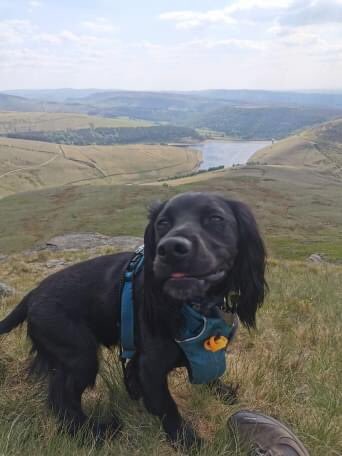 Has anyone seen #spaniel Max on #KinderScout today? He ran away with his harness and lead on the tops above #Hayfield 6pm 31/5/20. 
on the #PennineWay nr to #SandyHeys.emily had walked up William Clough-says that he ran back down towards the woodland near to the Kinder reservoir