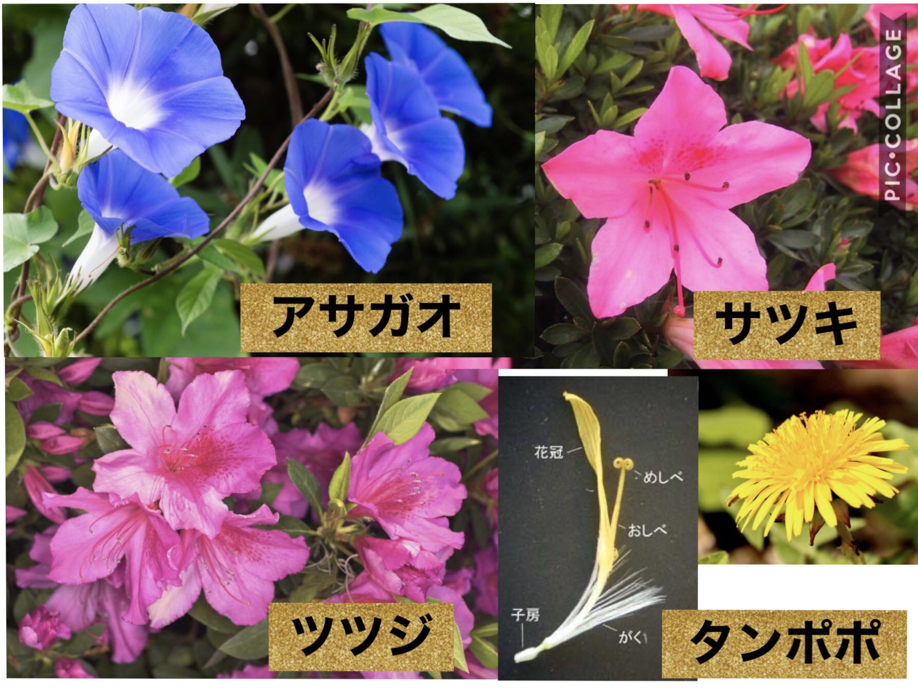 かどやん 志学塾 中1理科 植物 被子植物 胚珠が子房に包まれている植物 双子葉類 子葉が2枚の植物 さらに双子葉類は合弁花類と離弁花類に分けられる 合弁花類 花弁がくっついている 覚えておくべき合弁花類 アサガオ タンポポ サツキ