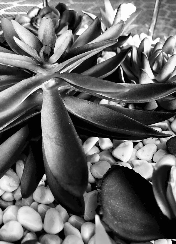 Congratulations to Salisbury’s Artist of the Week, Megan!  Nice contrast! <a href="/SalComp/">Salisbury Composite</a> <a href="/eips/">Elk Island Public Schools</a> <a href="/ShPk_News/">Sherwood Park News</a>