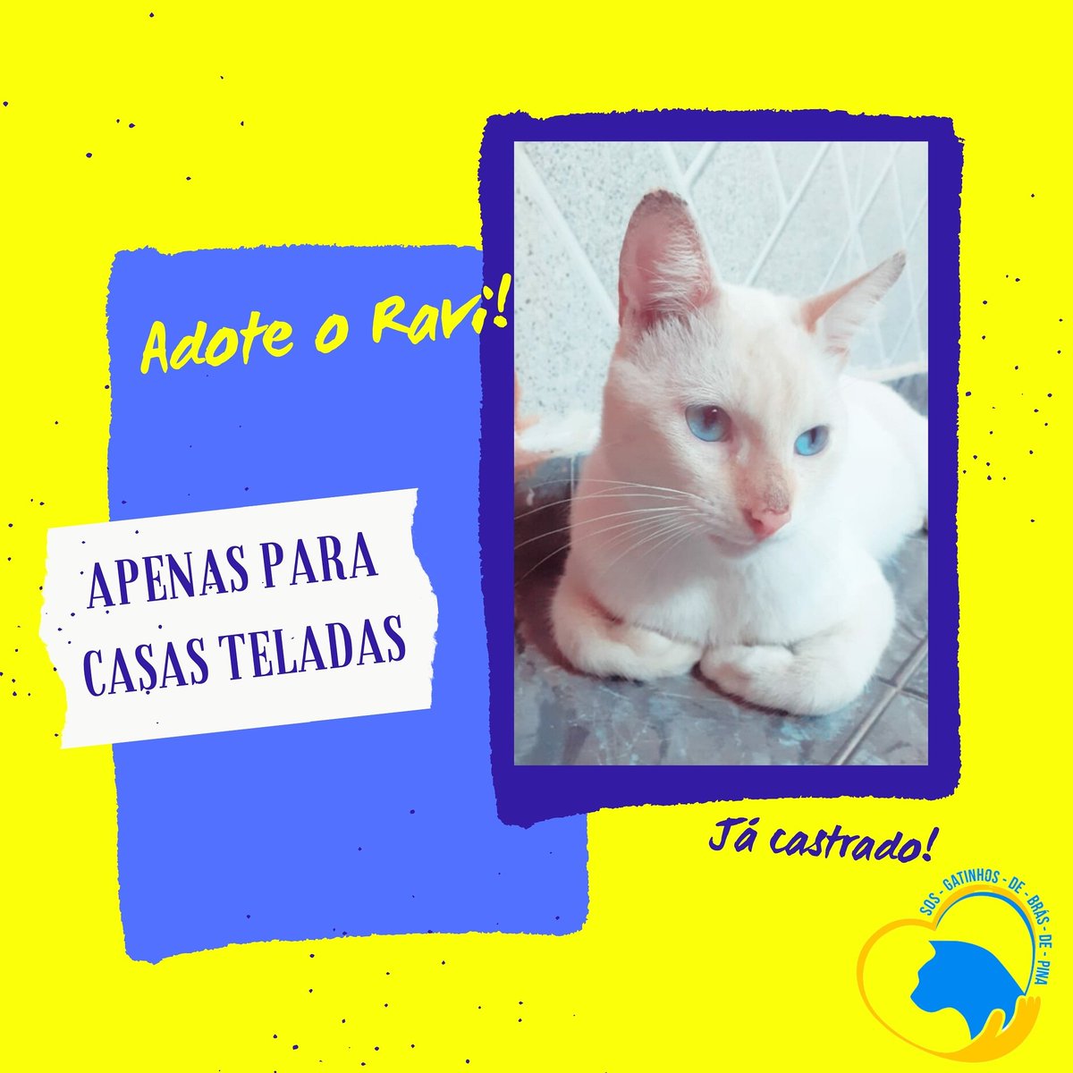 sos_bras's tweet photo. Bairro: Brás de Pina, RJ
Wpp.: 21 996469967
Macho red point mestiço  castrado, desparasitado e vermifugado. Temperamento dócil. Somente para casas teladas. #sosgatinhosdebrasdepina #naocompre #adote #adoterj #ilovecats #riodejaneiro #redpoint #redpointcat https://t.co/kfxd8Vj968