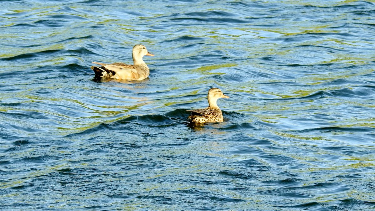 numenini's tweet photo. While patches of poisonous Giant Hogwood (Heracleum mantegazzianum) & Hemlock (Conium maculatum), clothe the #ReliefChannel banks, avian jewels decorate its waters - a gadwall pr, Mandarin Drake (rather tatty) & the kings of these waters, Great Crested Grebes, still amorous. 4/4 https://t.co/E2wAZfYsql
