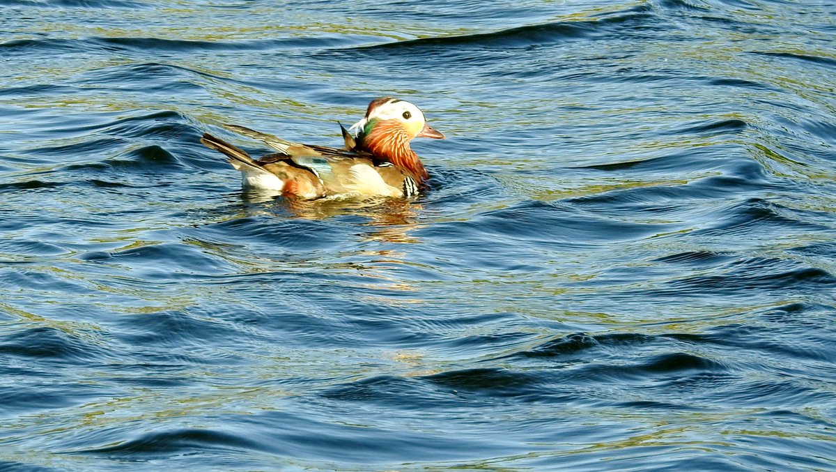 numenini's tweet photo. While patches of poisonous Giant Hogwood (Heracleum mantegazzianum) & Hemlock (Conium maculatum), clothe the #ReliefChannel banks, avian jewels decorate its waters - a gadwall pr, Mandarin Drake (rather tatty) & the kings of these waters, Great Crested Grebes, still amorous. 4/4 https://t.co/E2wAZfYsql