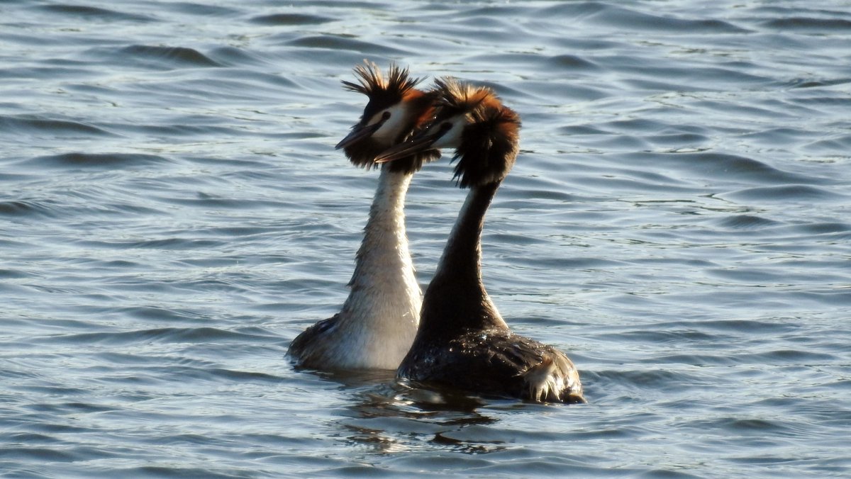 numenini's tweet photo. While patches of poisonous Giant Hogwood (Heracleum mantegazzianum) & Hemlock (Conium maculatum), clothe the #ReliefChannel banks, avian jewels decorate its waters - a gadwall pr, Mandarin Drake (rather tatty) & the kings of these waters, Great Crested Grebes, still amorous. 4/4 https://t.co/E2wAZfYsql