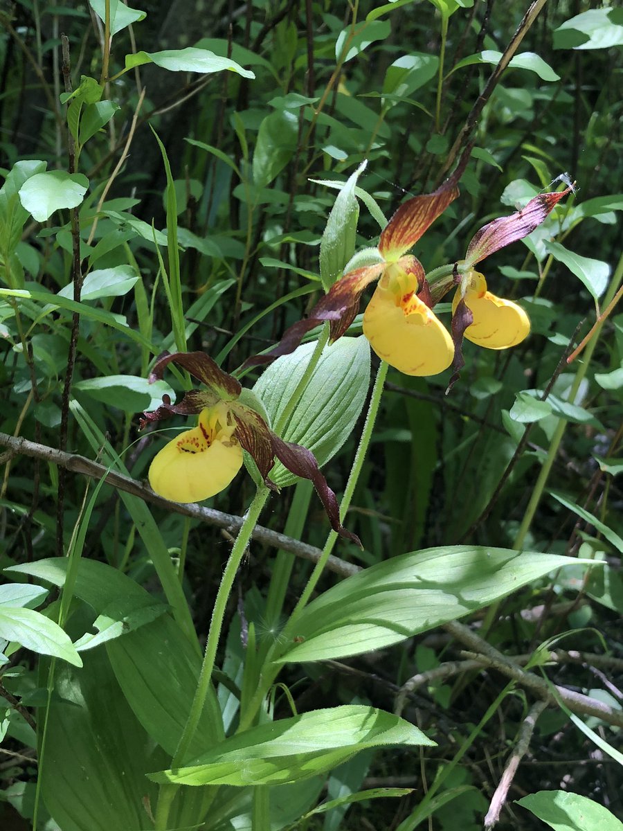 Aconite Even! tweet media