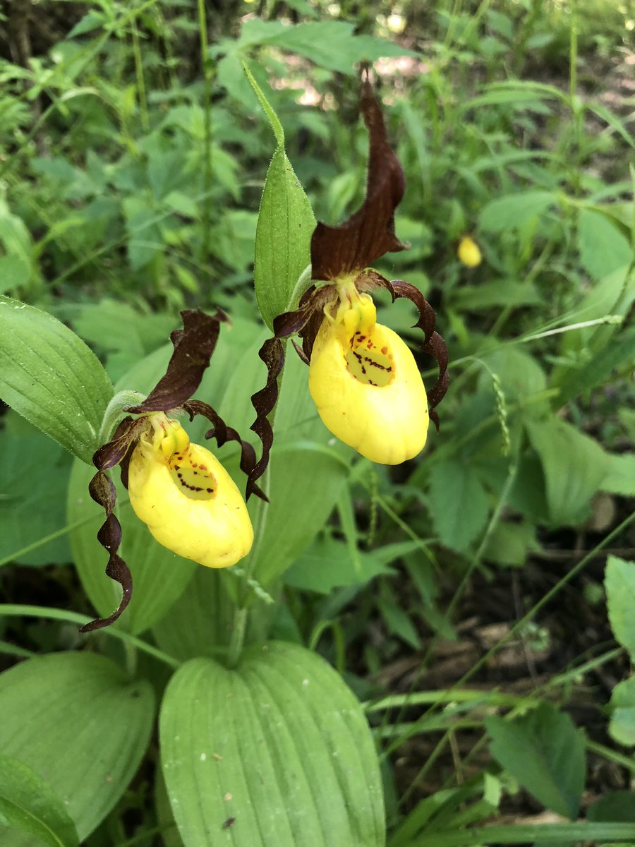 Aconite Even! tweet media