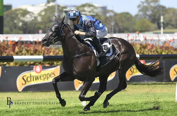 breednet's tweet photo. G2 winner Ringerdingding to stand at Wyndholm Park Stud https://t.co/hhzzTEaUMZ @vicbreeders @WyndholmPark @RacingPedigrees @inglis_sales @mmsnippets @Aushorse_TBA https://t.co/hE3GhzmeDK