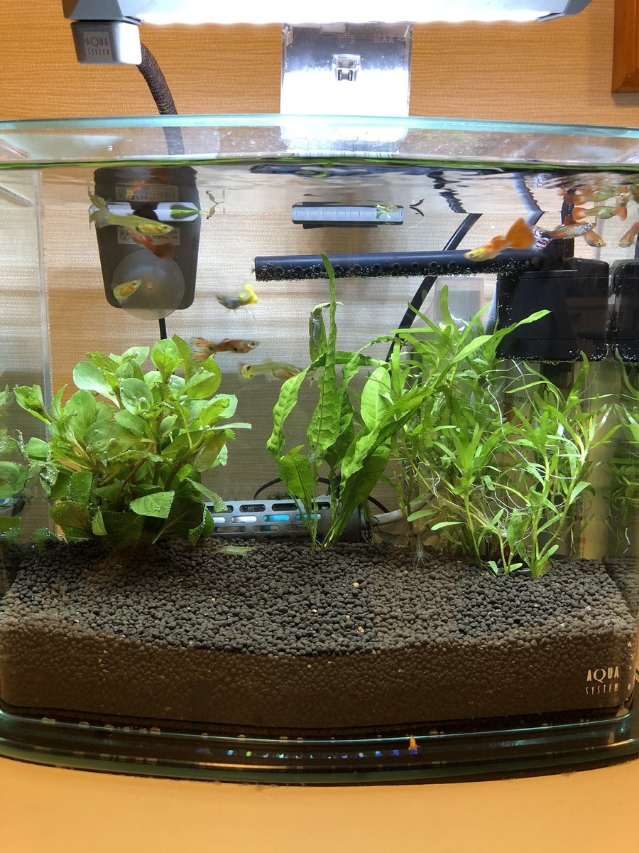 ときパパ V Twitter 水草 右から徐々に植え方が上達するの図 ときパパ V Twitter 水草 右から徐々に植え方が上達するの図