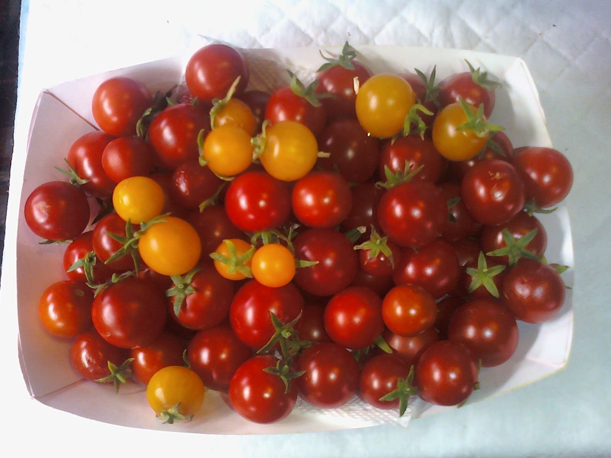 61) A week later than anticipated, but I got around to tending to my  #Aerogarden tomatoes. I normally refer to this harvest as my "loot," but I'll refrain this time around....Very few Golden Harvest from the Bounty, didn't even weigh them. The 2 Farm plants provided 1lb 2oz.