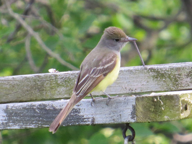 sharkbytes's tweet image. A new bird for my life list #birdwatching myqualityday.blogspot.com/2020/05/great-…