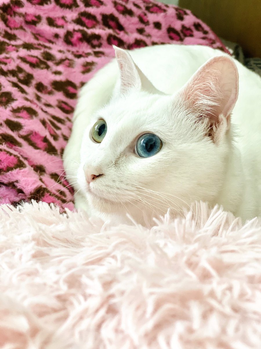 オッドアイ双子のアブとカブ A Twitter おはにゃん 白猫 オッドアイ Oddeye 白猫マニアックス 猫びより 看板猫 猫好きさんと繋がりたい 無言フォロー歓迎 リツイート大歓迎 オッドアイ双子のアブとカブ A Twitter おはにゃん 白猫 オッドアイ Oddeye 白猫マニアックス 猫びより 看板猫 猫好きさんと繋がりたい 無言フォロー歓迎 リツイート大歓迎