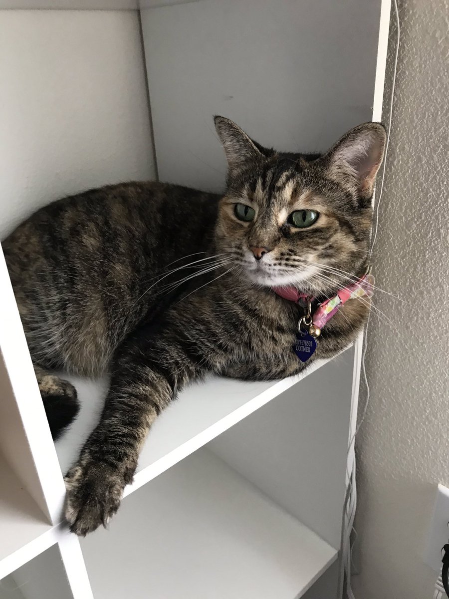 Mysticnocturne's tweet photo. Feather enjoying her comfy cubby #PrincessFeather #Catsoftwitter https://t.co/3fElJOw0aq
