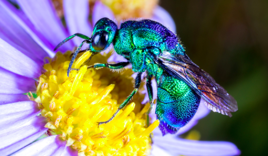treeboy_'s tweet photo. look at this beautiful waspy boy

we love pretty parasitoids who barge into the nests of other wasps and bees and destroy their population by replacing them with their own offspring 🥰 https://t.co/dGjehBDN7Y