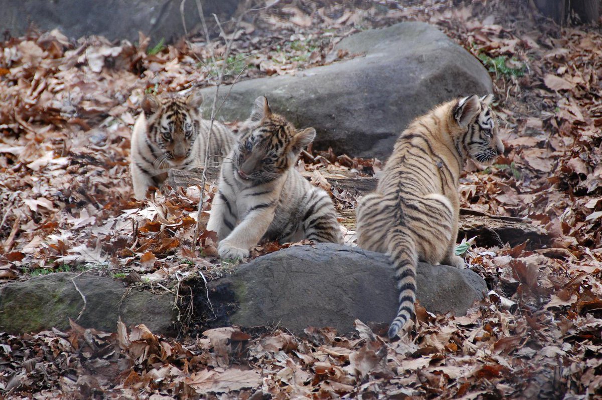 旭川市旭山動物園 公式 おしらせ アムールトラ カバのこどもの展示時間について アムールトラのこども 開園 13時ごろまで カバのこども 外放飼場 13時半ごろ 閉園まで 動物の体調等によっては 展示できない場合や展示時間の変更等が 旭川市旭山動物園 公式 おしらせ アムールトラ カバのこどもの展示時間について アムールトラのこども 開園 13時ごろまで カバのこども 外放飼場 13時半ごろ 閉園まで 動物の体調等によっては 展示できない場合や展示時間の変更等が