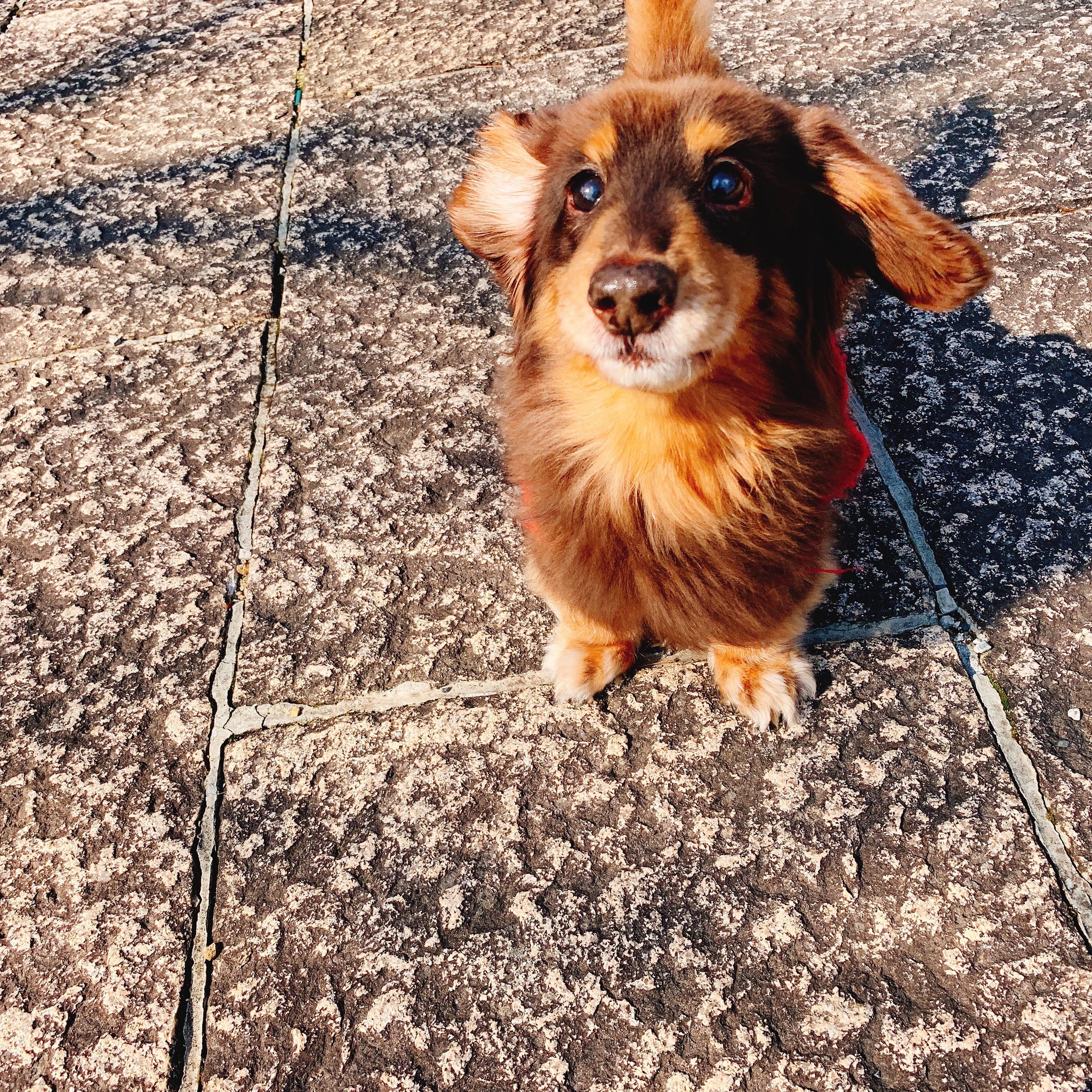 Tan B お耳ぺろん お散歩大好き ミニチュアダックスフント 老犬 T Co Sxznkdgmlm Twitter