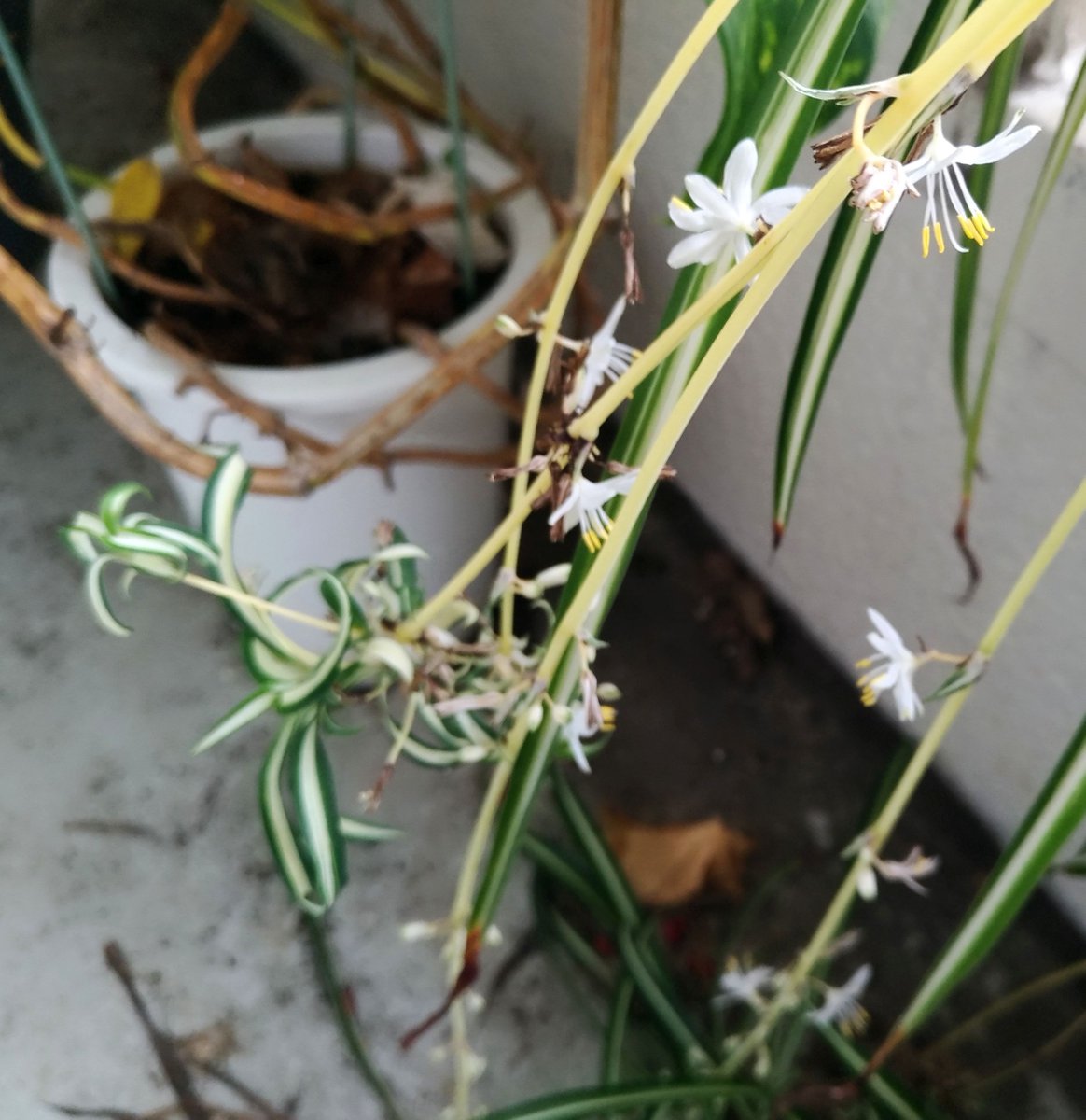 こころんグリーン オリズルランのランナーが何本も伸びてきています 小さな白い花も 幾つも開いています 今年は花数が多いように思えます オリズルラン ランナー 小さな花 白い花 初夏 初夏の花 園芸 ガーデニング 熊本市南区 熊本 こころんグリーン オリズルランのランナーが何本も伸びてきています 小さな白い花も 幾つも開いています 今年は花数が多いように思えます オリズルラン ランナー 小さな花 白い花 初夏 初夏の花 園芸 ガーデニング 熊本市南区 熊本