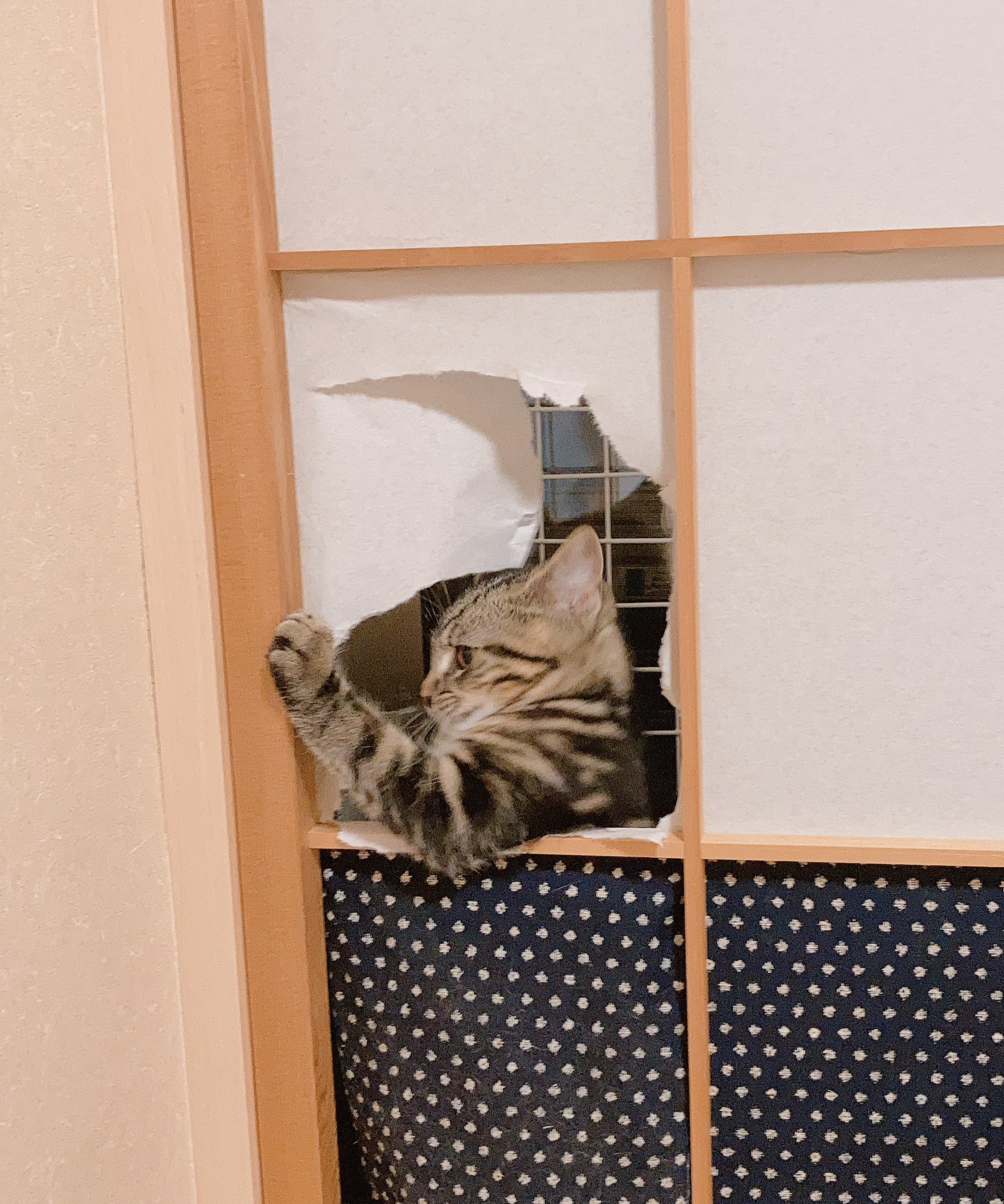 姉 姉家 プラスチック障子デビューしました 猫のれんも再設置 姉のメンタルはプラスチック障子ぐらい強くなった ペットもビックリ と猫のイラストが効き目ありそう 笑 あとuvカット95 以上らしい 猫のいる暮らし 猫と障子 大直