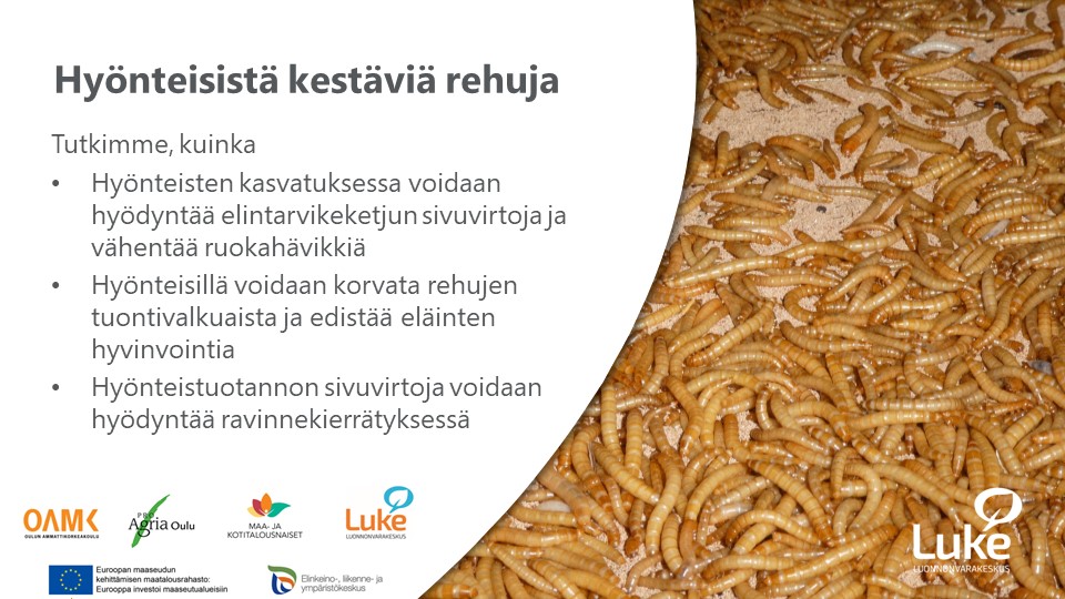 LukeFinland's tweet photo. EU:n uusi #PelloltaPöytään strategia listaa hyönteiset lupaavana uutena suuntana muutoksessa kohti kestävämpää ruokajärjestelmää. Muutos tarvitsee tuekseen uutta tietoa. #InsectLab @LukeFinland hakee tutkimuksesta ratkaisuja hyönteisalalle https://t.co/BuSAkr1mt7 @minieines_hanke https://t.co/tVEgezkDzZ