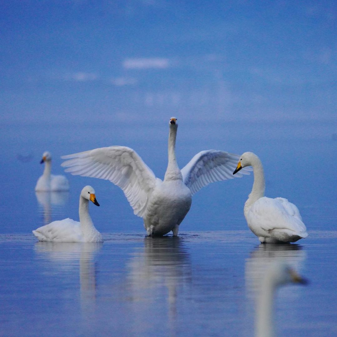 Good morning my friends 🙋💗Make positif thoughts and enjoy every moment of this day!🙏💙🌿🌸🌿🌸

Swan lake💗😍🦢🦢
📸 yamashitaphoto