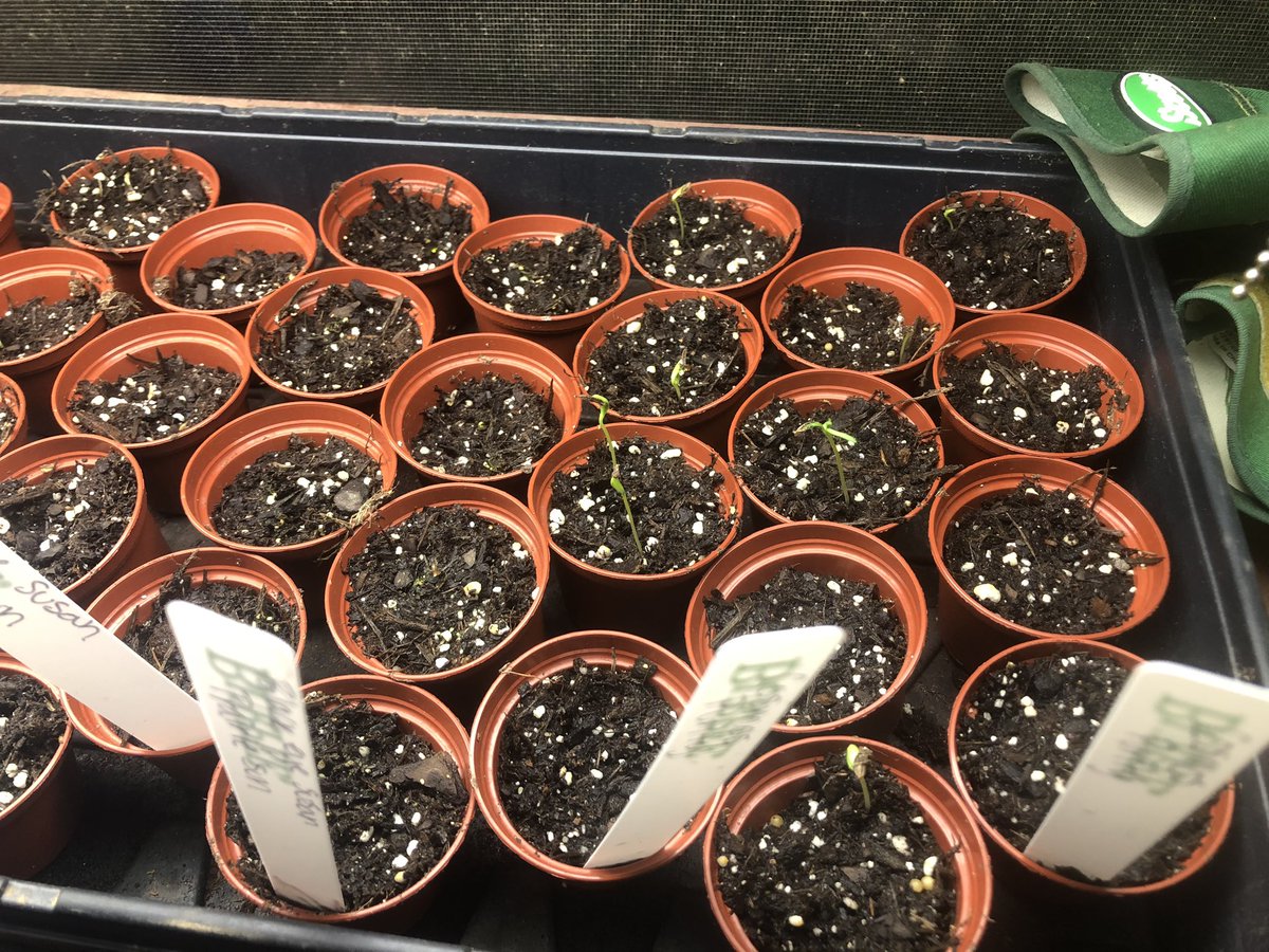 PosingPosies's tweet photo. We have germination!

#seedlings #cutflowers #cosmos #seeds #cutflowerchat https://t.co/JHsKYBKKyE