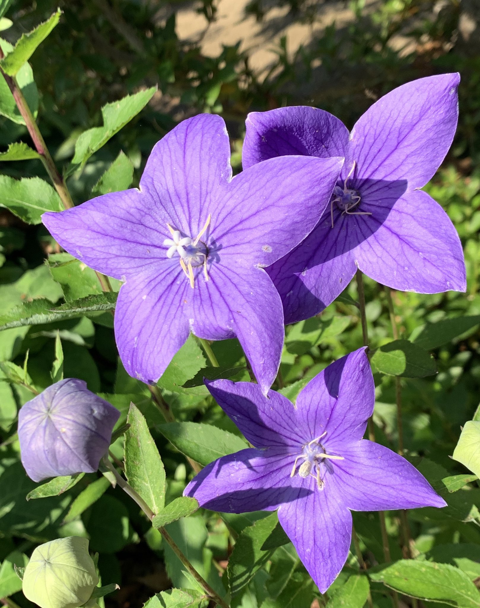 りゅうさん キキョウ 桔梗 キキョウ科の多年生草本植物 日本全土山野の日当たりの良い所に分布 万葉集のなかで秋の七草と歌われている 朝貌の花 は本種であると云われている絶滅危惧種である T Co 4dars7y04u Twitter