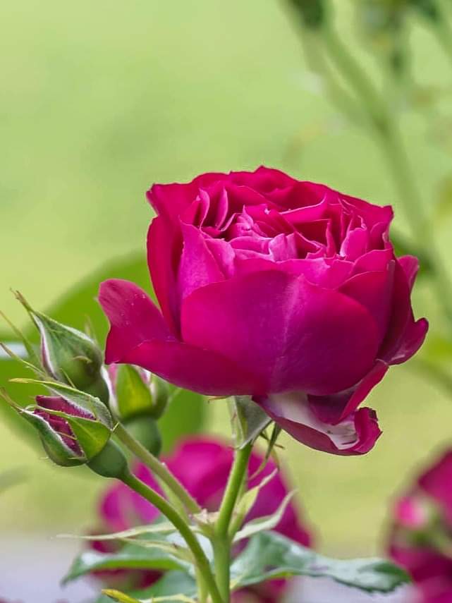 Welcome, Sweet June!