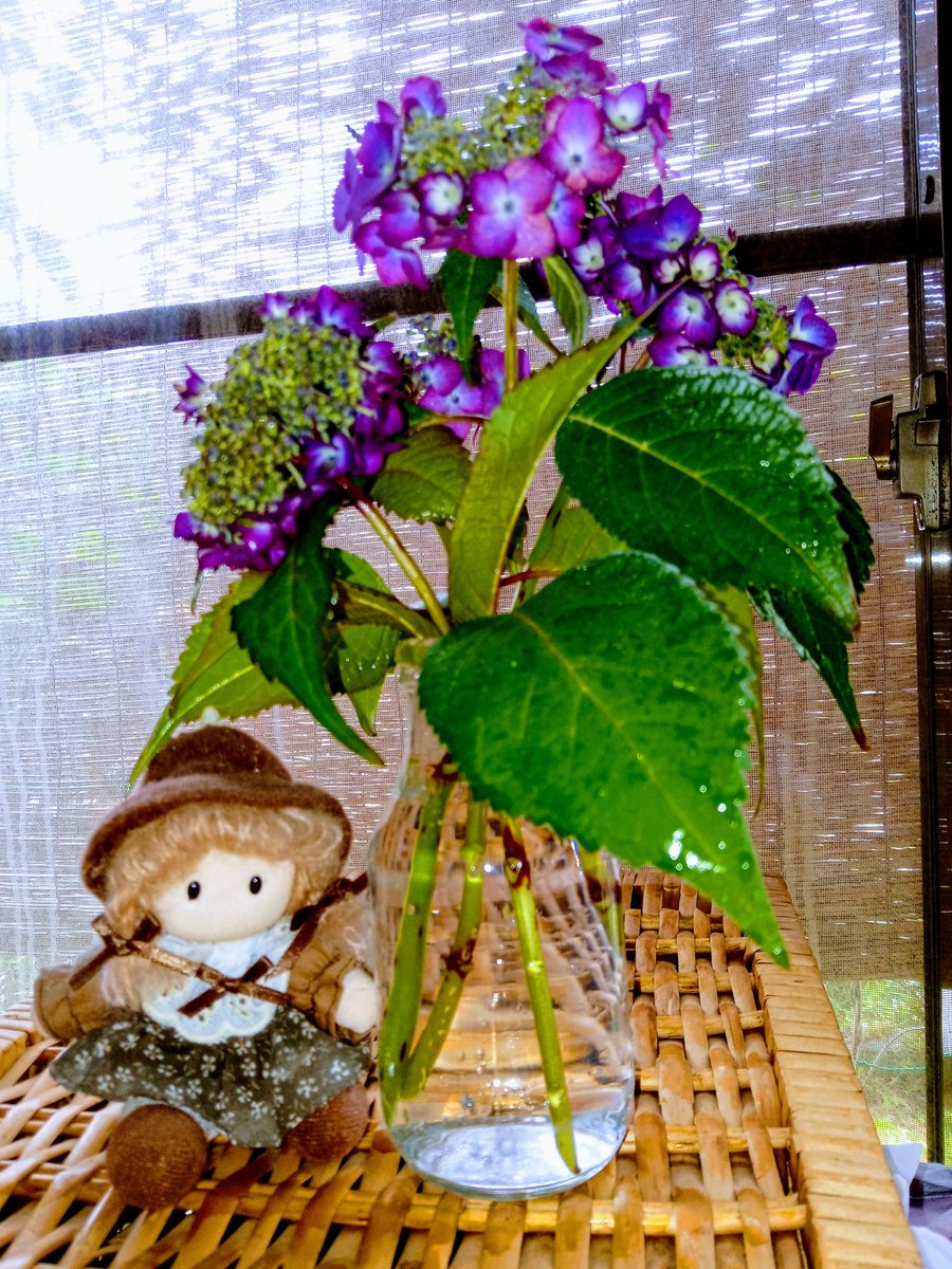 メダカ 切り花の紫陽花の水揚げに失敗したので 今度はしっかり海水浴 とても元気に