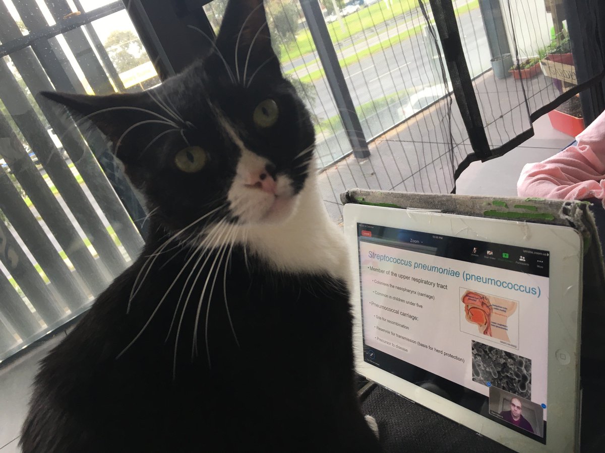 Truly_SarahK's tweet photo. Great to have the @PAM_latrobe seminar series back, kicking off with @latrobe’s own @sam_manna3 - it was such an interesting talk that Ollie, member of #petsoflatrobe and #ausunipetwars decided to watch. 
Looking forward to the next seminar. https://t.co/EMJl8tlC8d