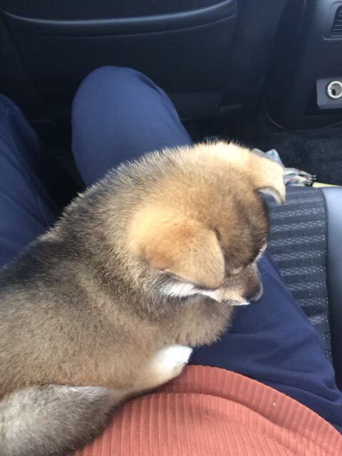 胡麻柴 Twitter Search Twitter