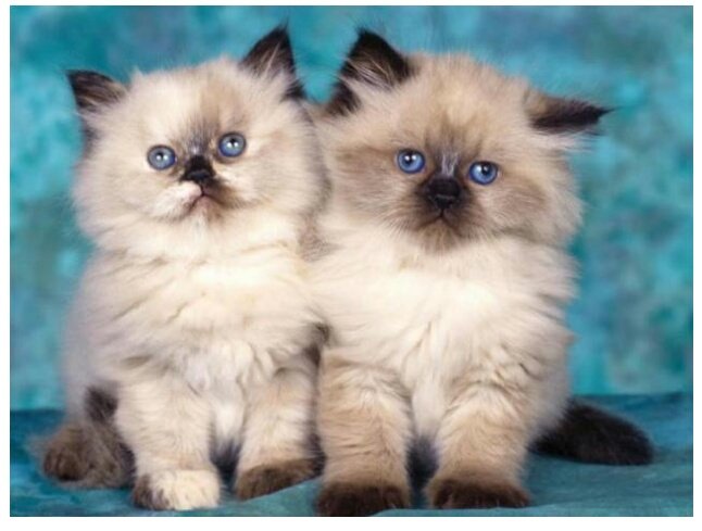 richamiskiyya's tweet image. Mengenal Lebih Dekat Kucing Persia Himalaya
richamiskiyya.com/2020/05/mengen…
#OptimasiTwitter @pryta_dewi