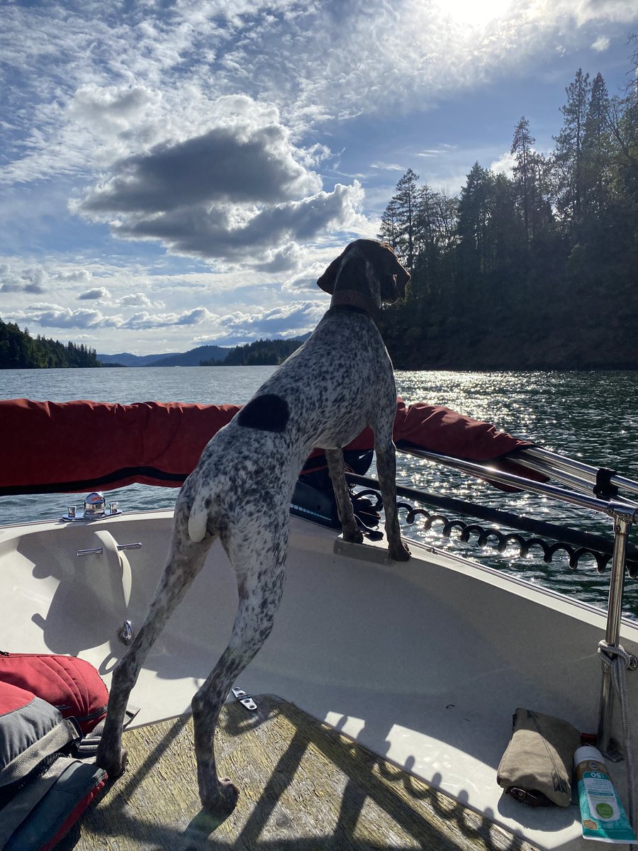 TashaHardy's tweet photo. We had an adventure today!!! #pnw #southernoregon #gsp #germanshorthairedpointer #bostonwhaler #lakedate #364daysofme #oregonstrong #covidchronicles https://t.co/NkQOLM6FQt