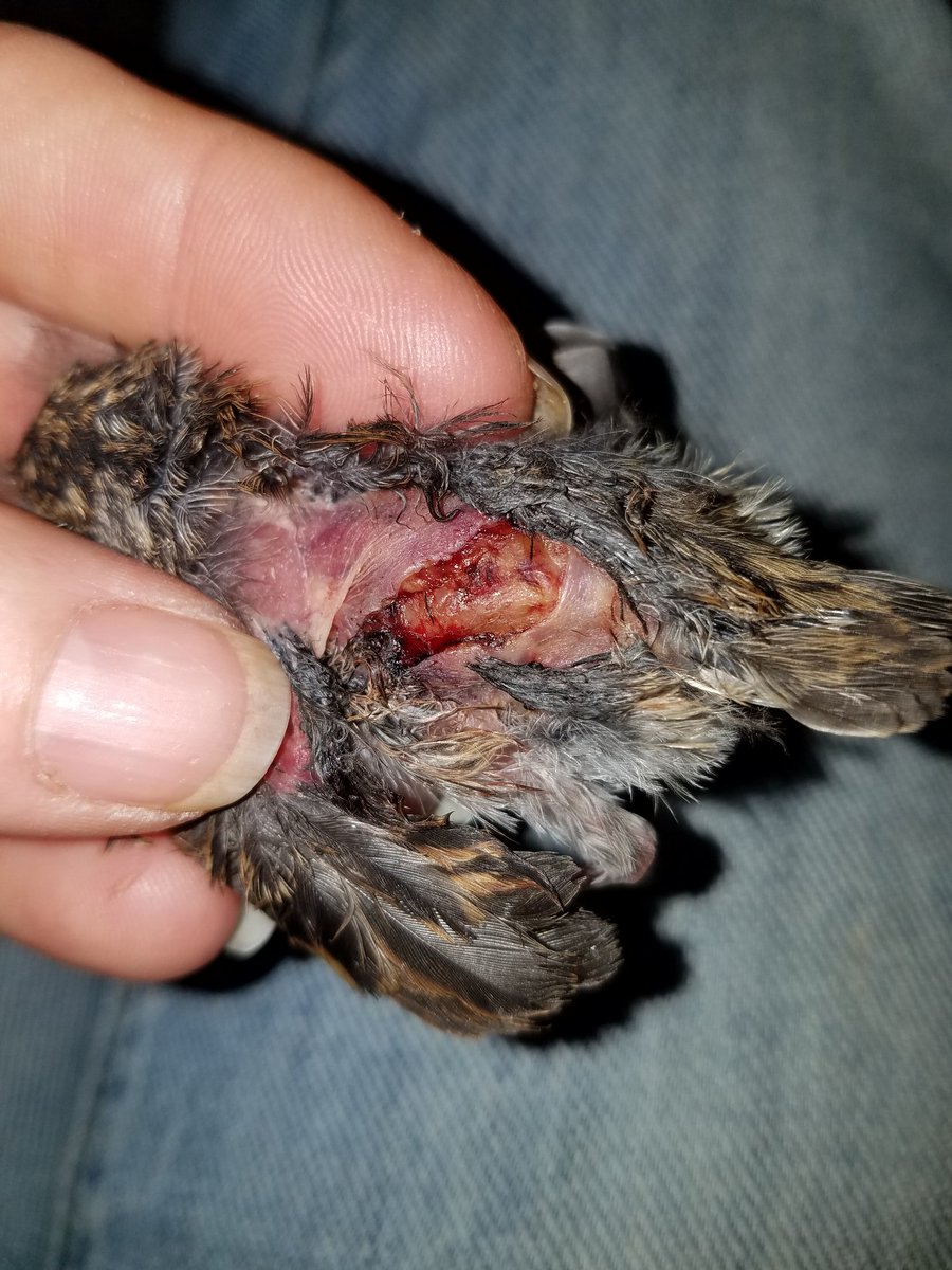 SquirreltopiaWR's tweet photo. #squirreltopia #squirreltopialife #wildliferehab #realrescue #realrehab #LifeOverLaw #bother #NoLifeTooSmall #SparrowSquirreltopia https://t.co/RoCxQutHGP