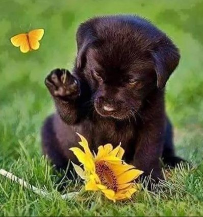 Happy week to all 💋❤

💛💛🍃🌻🌻💛💛🌻🌻🍃💛💛