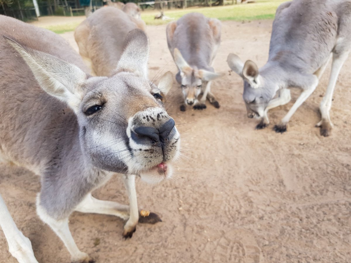 We are very excited to announce that we will be re-opening this Friday, 5th June 2020! 🎉🐨Visitor numbers will be limited, to begin with, to keep in line with current Government restrictions. 

More details here: bit.ly/2XRH0Yo

#lonepinekoala #openforbusiness