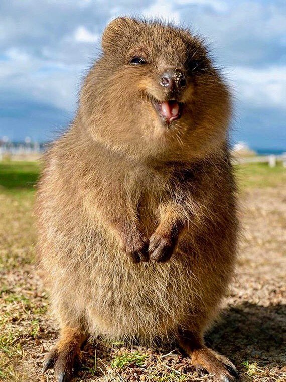 Quokkawallaby Twitter Search Twitter