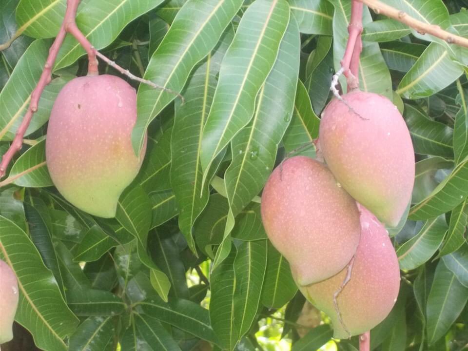 COMFARNET tweet media