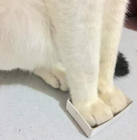 Box is box

@MeowedOfficial