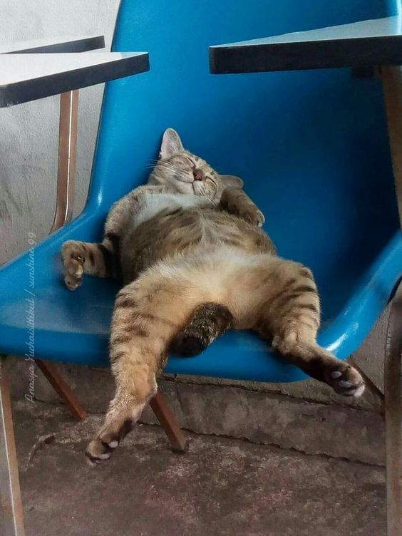 coorupira_nasa's tweet photo. Imagens reais da equipe depois de conseguir entregar a tempo / Real footage of the team after delivering on time #NASASpaceApps #SpaceApps #SpaceAppsChallenge #spaceappsbrazil #nasaspaceappsbrazil #SpaceAppsBr #NASA https://t.co/WuB9oz3in5